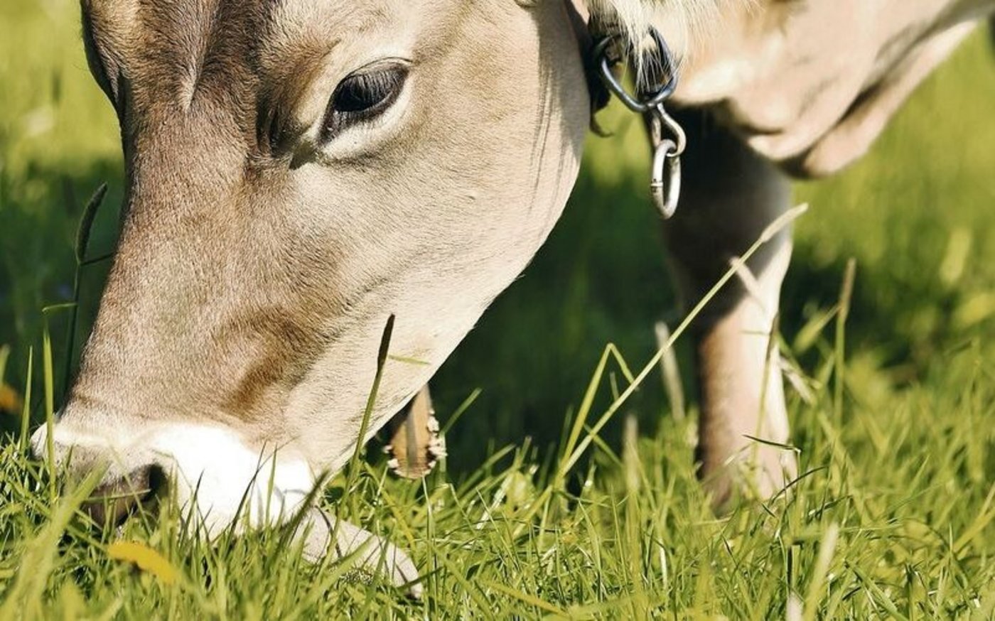 Hochwertiges Grundfutter wie bestes Weidegras ist für die Wiederkäuerfütterung auf Biobetrieben entscheidend, da die Ergänzungsfütterung eingeschränkt und kostenintensiv ist.