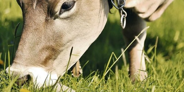 Hochwertiges Grundfutter wie bestes Weidegras ist für die Wiederkäuerfütterung auf Biobetrieben entscheidend, da die Ergänzungsfütterung eingeschränkt und kostenintensiv ist.