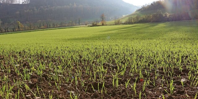 Zu den Faktoren, die für die korrigierten Normen einbezogen werden, gehören Niederschläge im Winter und im Frühling.