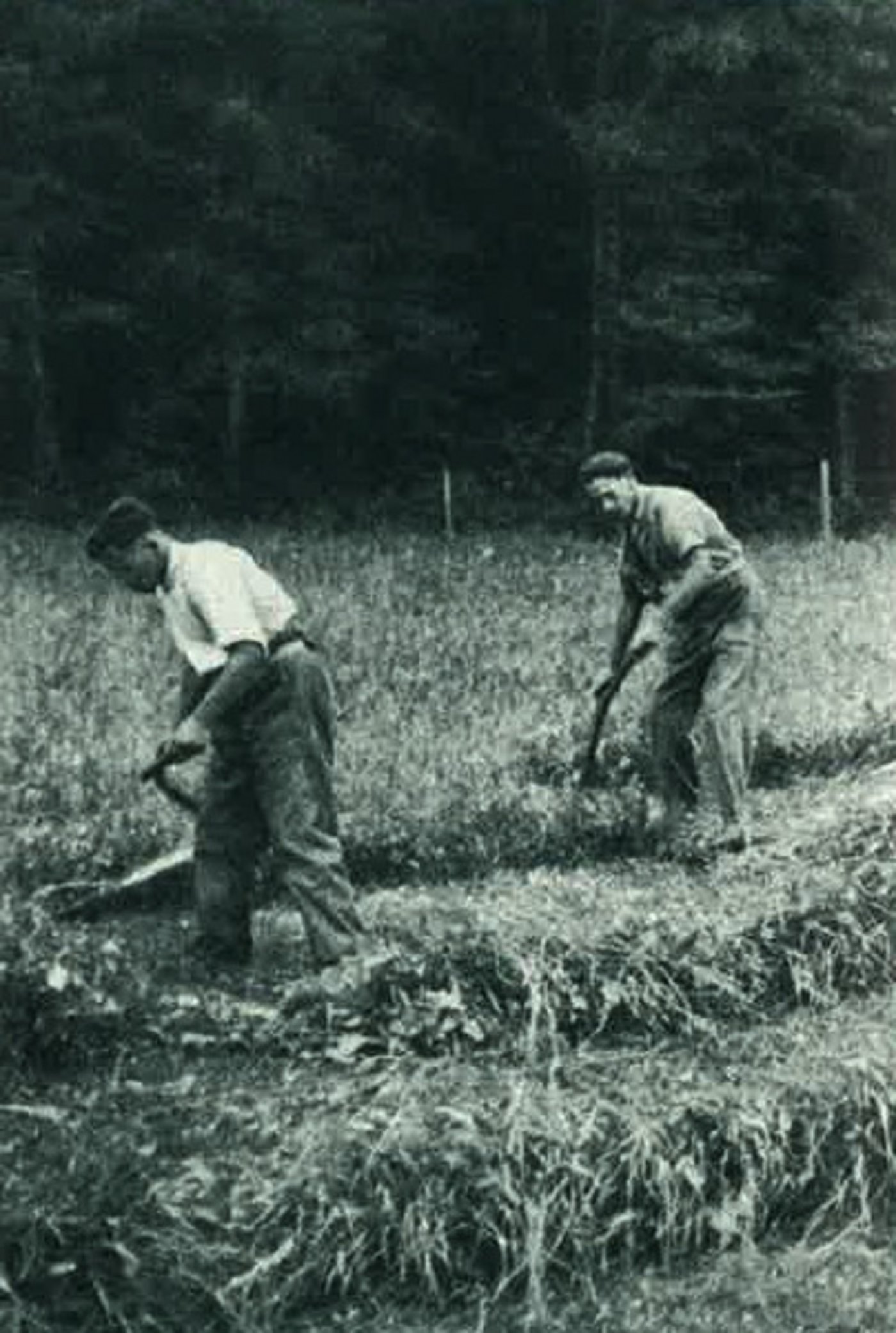 Von Hand machen die beiden Unterländer Bauern Mähder. (Bild Landwirtschaftliche Schule Schwand-Münsingen)