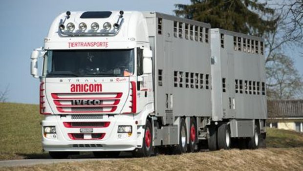 Die guten Produzentenpreise für Schweinehalter wirkten sich auch auf Anicom positiv aus. (Bild zVg)