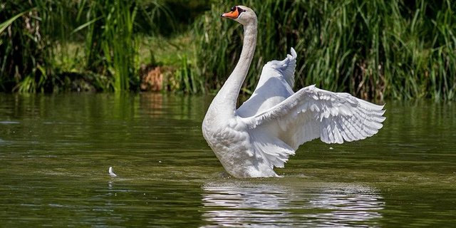 Die Vogelgrippe breitet sich seit einiger Zeit in Europa aus. (Bild Pixabay)