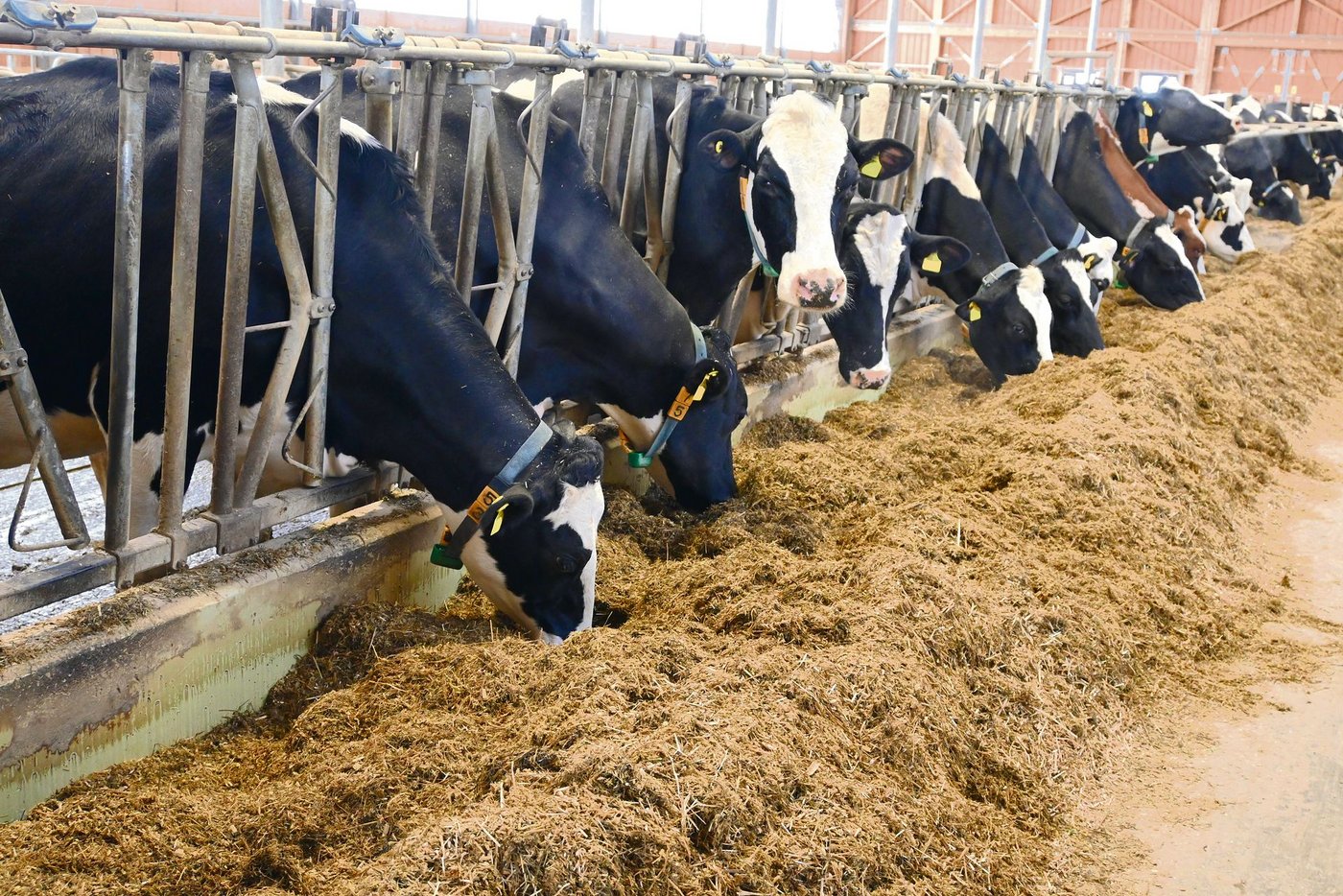 Das Protein soll vom Hof kommen.(Bild jba)