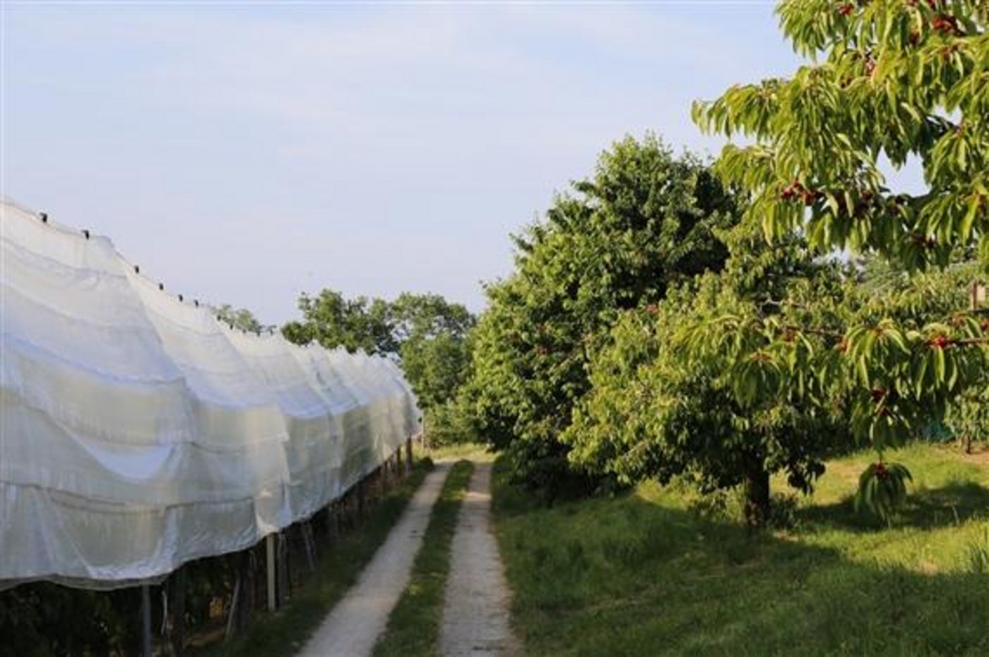 Ein Rentner ist beim Kirschenpflücken ums Leben gekommen. (Bild ji)