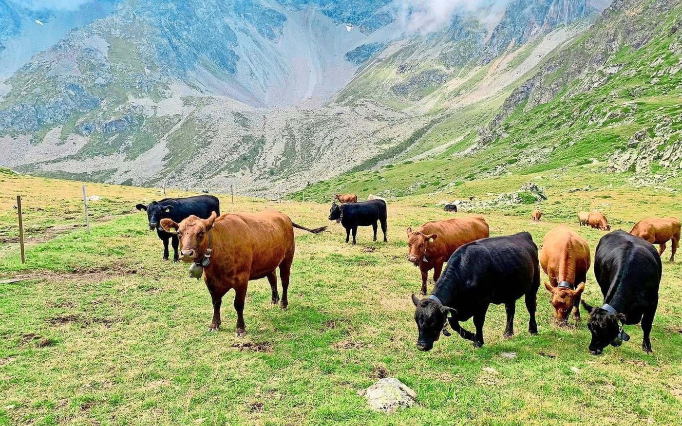 Besonders Mutterkuh-Zuchtbetriebe erwarteten den im März publizierten Gesamtzuchtwert Beef on Beef IBB bereits. 
