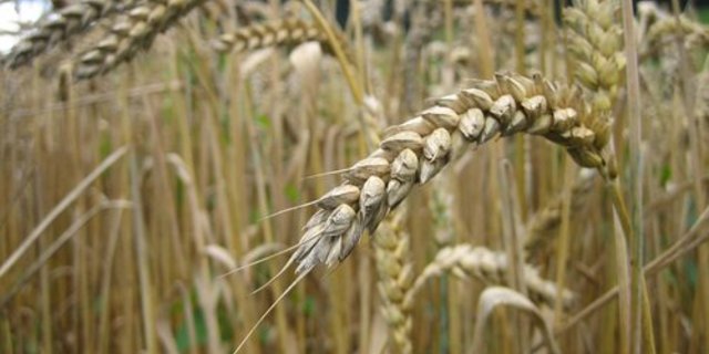 In Argentinien kommt es zu einer Konzentration in der Landwirtschaft. Ein Programm für kleinere Produzenten soll dagegen helfen. (Bild pd) 