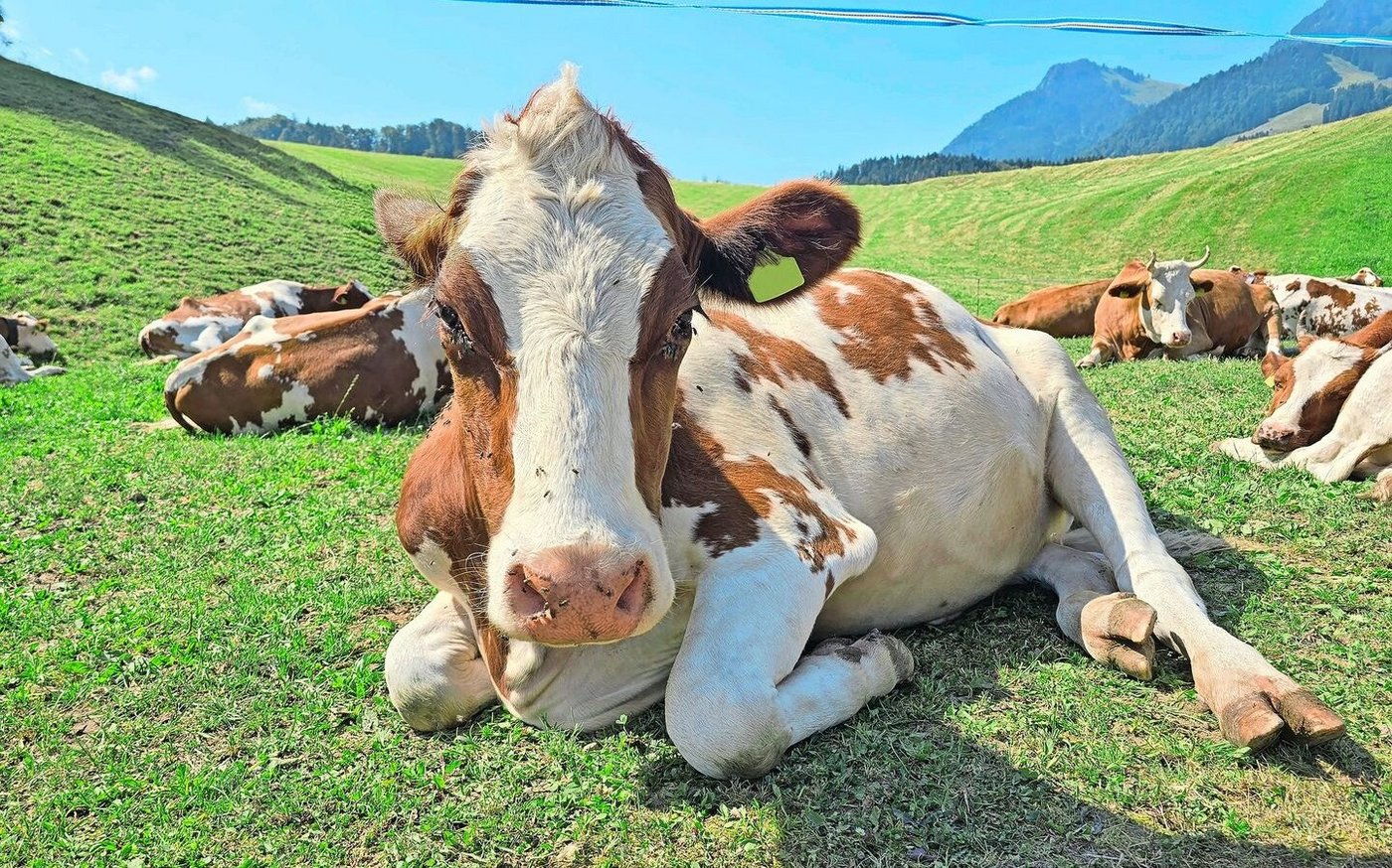 Die Schweiz hat einen regen Tierverkehr. So sind auch Sömmerungsrinder nach Frankreich verstellt. Mit dem Ausbruch von Lumpy Skin muss beim Tierverkehr besonders gründlich auf die Biosicherheit geachtet werden.