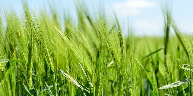 Pilzerkrankungen können schwere Ernteeinbussen bedeuten. Forschende haben Gerste ein Gen aus Weizen eingebaut, das sie resistent macht gegen mehrere Pilzkrankheiten. (Symbolbild Pixabay)