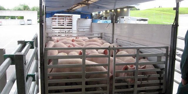 Technische Details bestimmen oft, wie belastend der Transport für die Tiere ist. (Bild flickr/ STS Schweizer Tierschutz)