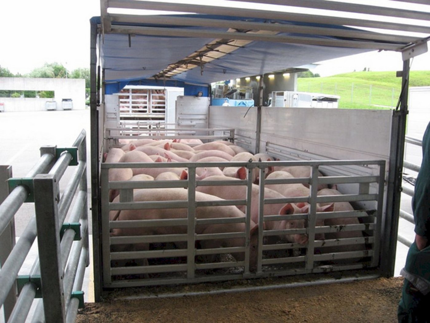 Technische Details bestimmen oft, wie belastend der Transport für die Tiere ist. (Bild flickr/ STS Schweizer Tierschutz)