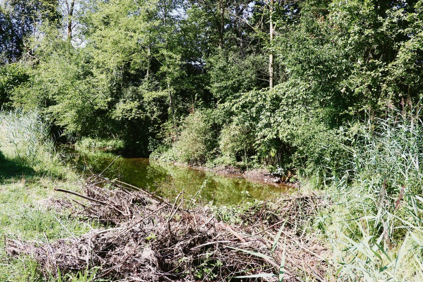 Die Biber fühlen sich im Mittelland wohl und bauen zum Ärger vieler Landwirte ihre Dämme. (Bild BauZ)