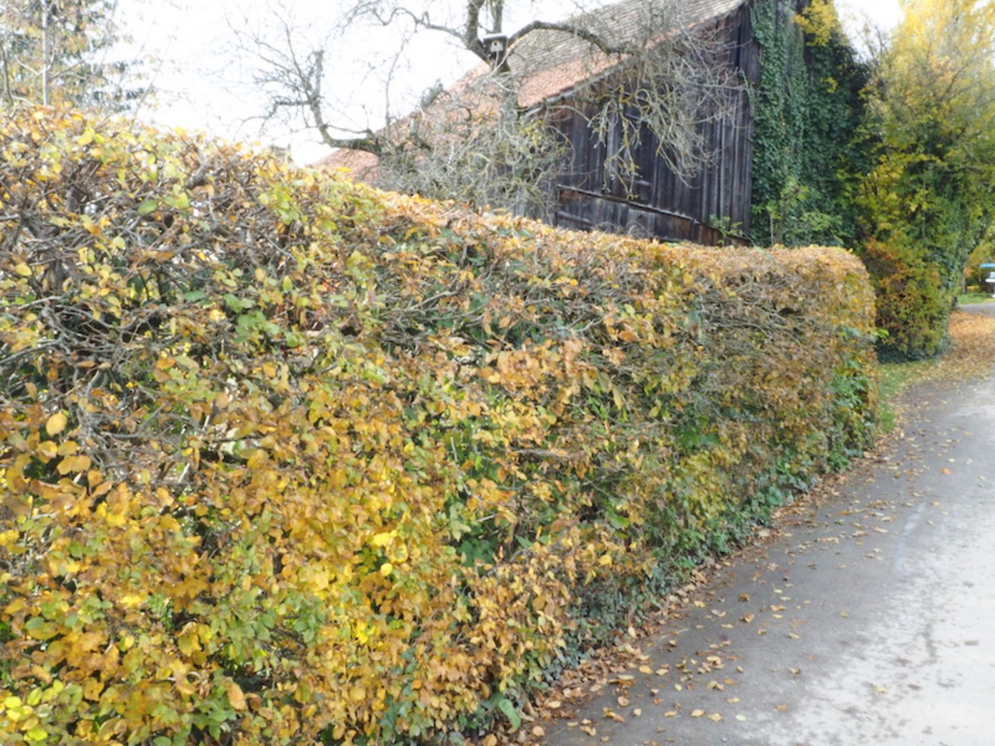 Einheimisch uns bestens geeignet für eine Formhecke ist die unverwüstliche Hagebuche.