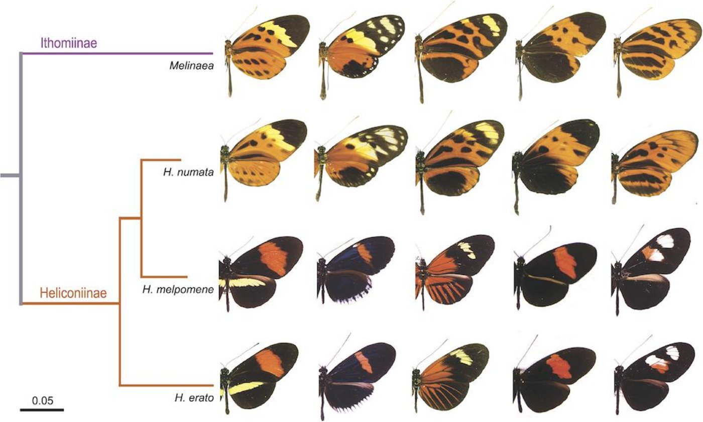 Rote und weisse Streifen warnen Fressfeinde vor dem Gift der Schmetterlinge aus der Gattung Heliconius. (Bild Joron M, Papa R, Beltrán M, Chamberlain N, Mavárez J, Baxter S, et al. (2006) A Conserved Supergene Locus Controls Colour Pattern Diversity in Heliconius Butterflies. PLoS Biol 4(10): e303)