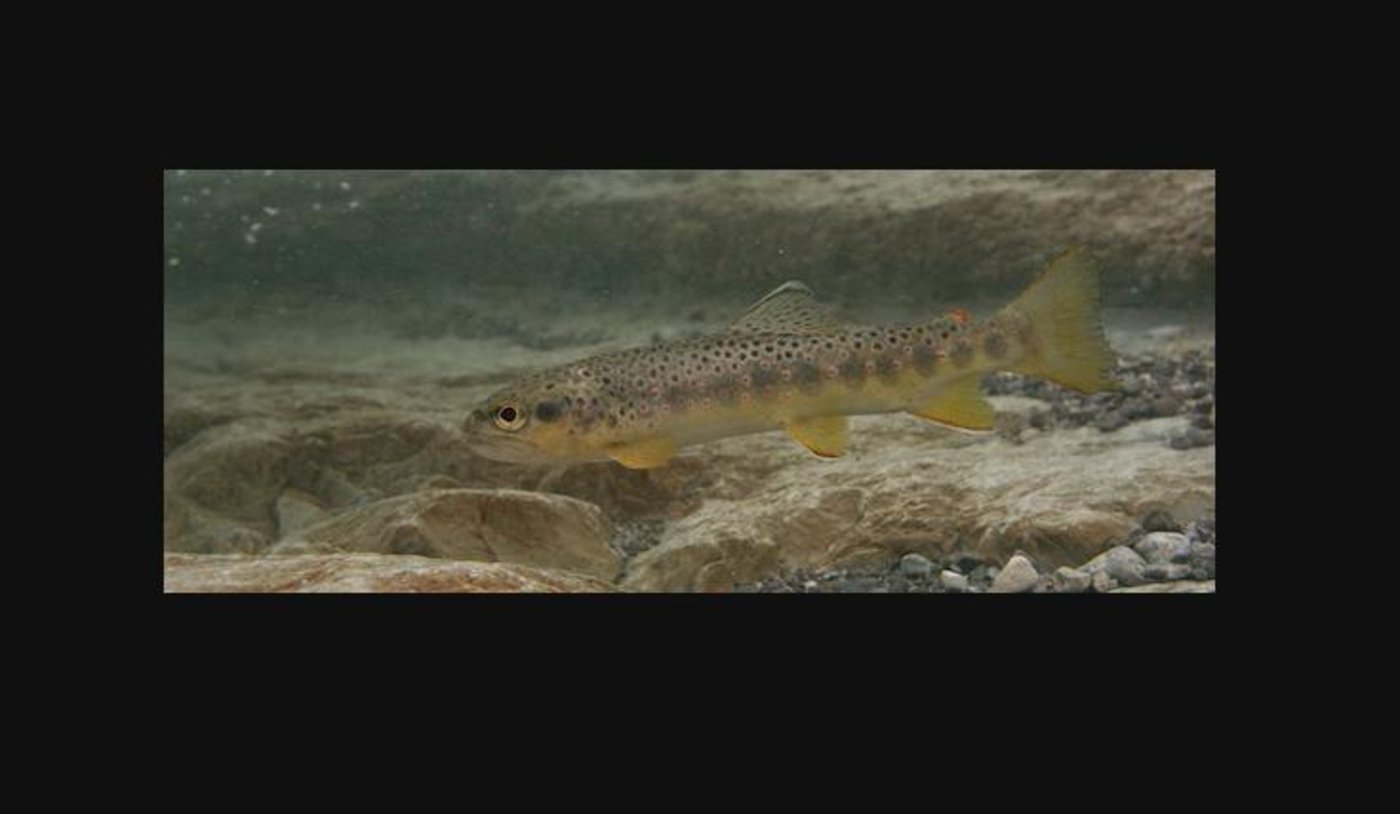 Immer wieder verlieren Fische wegen verunreinigtem Wasser ihr Leben. In diesem Fall stammte die Gülle aus einer Biogasanlage. (Bild Fischberatung.ch) 