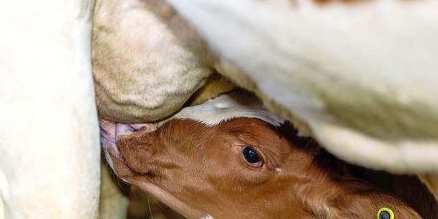 Eine gute Bindung zur Mutterkuh ist unter anderem entscheidend dafür, dass das Kalb genug trinkt. 