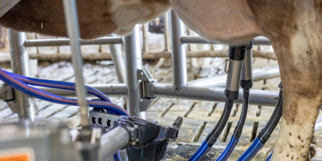 Rund 187 Melkungen absolviert der Melkroboter in 24 Stunden. Dabei muss das gesamte System möglichst reibungslos funktionieren.