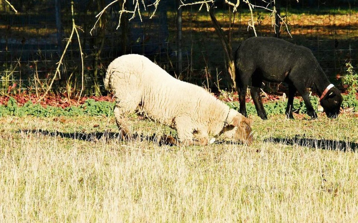 Stark an Moderhinke erkrankte Tiere weiden vielfach auf die Vorderknie gestützt.