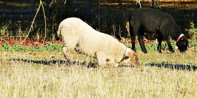Stark an Moderhinke erkrankte Tiere weiden vielfach auf die Vorderknie gestützt.