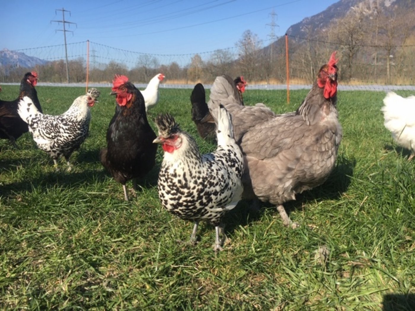  Für ungewöhnliche Farben sorgen etwa die Rassen Marans (2. v. l.) und Araucana (Graue rechts). Die Schwarzweissen dagegen sind eine Kreuzung zwischen Appenzeller Hauben und Marans, sie legen Eier in unauffälligem Braun. (Bild Vreni Spitz)