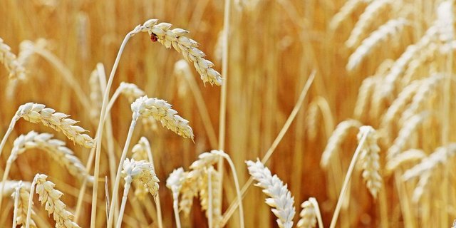 Getreideähren auf dem Feld.