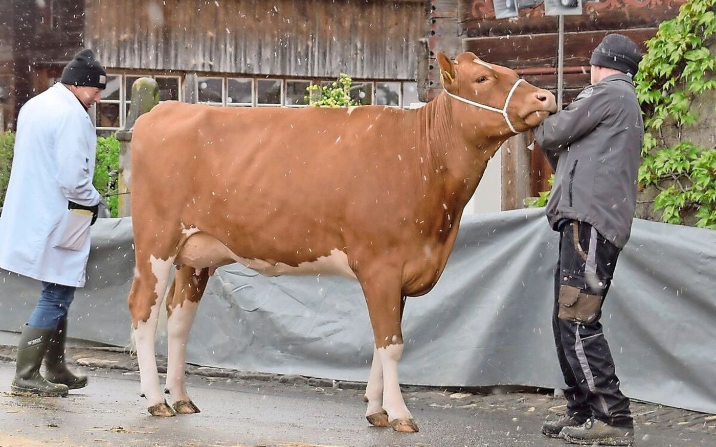 Diesen Frühling wurde die schöne Steve Elena mit 44 43 89 punktiert. Sie ist eine Halbschwester vom Stier Elias.  