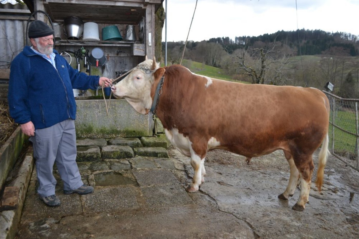 ... Heinz Dubler aus Lüscherz BE seinen zweijährigen Stier Beno: «Die Hinterwälderrasse ist trotz ihrer Grösse sehr muskulös und fleischbetont.»