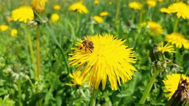 Honigbiene auf einer Löwenzahnblüte. Honigbiene auf einer Löwenzahnblüte.
