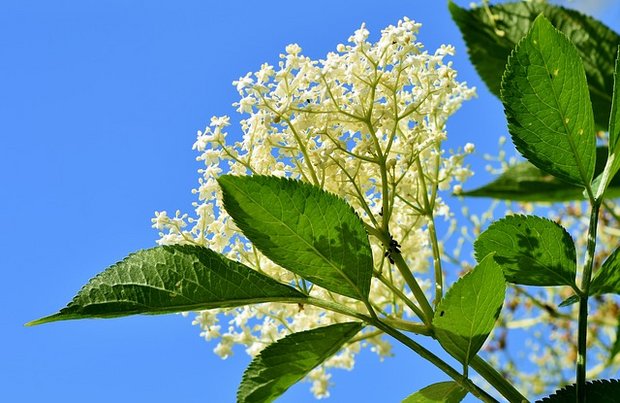 Nur der Blütenstaub der Holunderblüten wird für die Ricola-Täfeli verwendet. (Bild Pixabay)