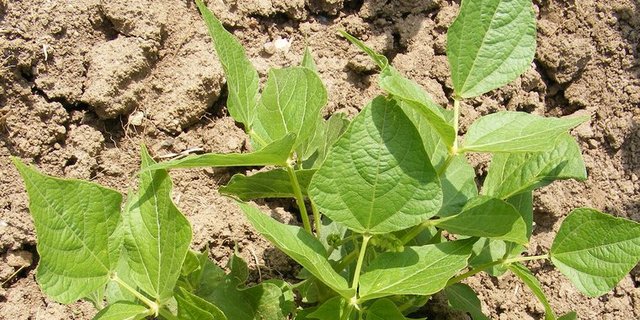 Die Sommererbse liefert in diesen Untersuchungen die höchsten und regelmässigsten Erträge, auch Ackerbohne und weisse Lupine stellten im Sommeranbau interessante Alternativen dar. (Bild lid)