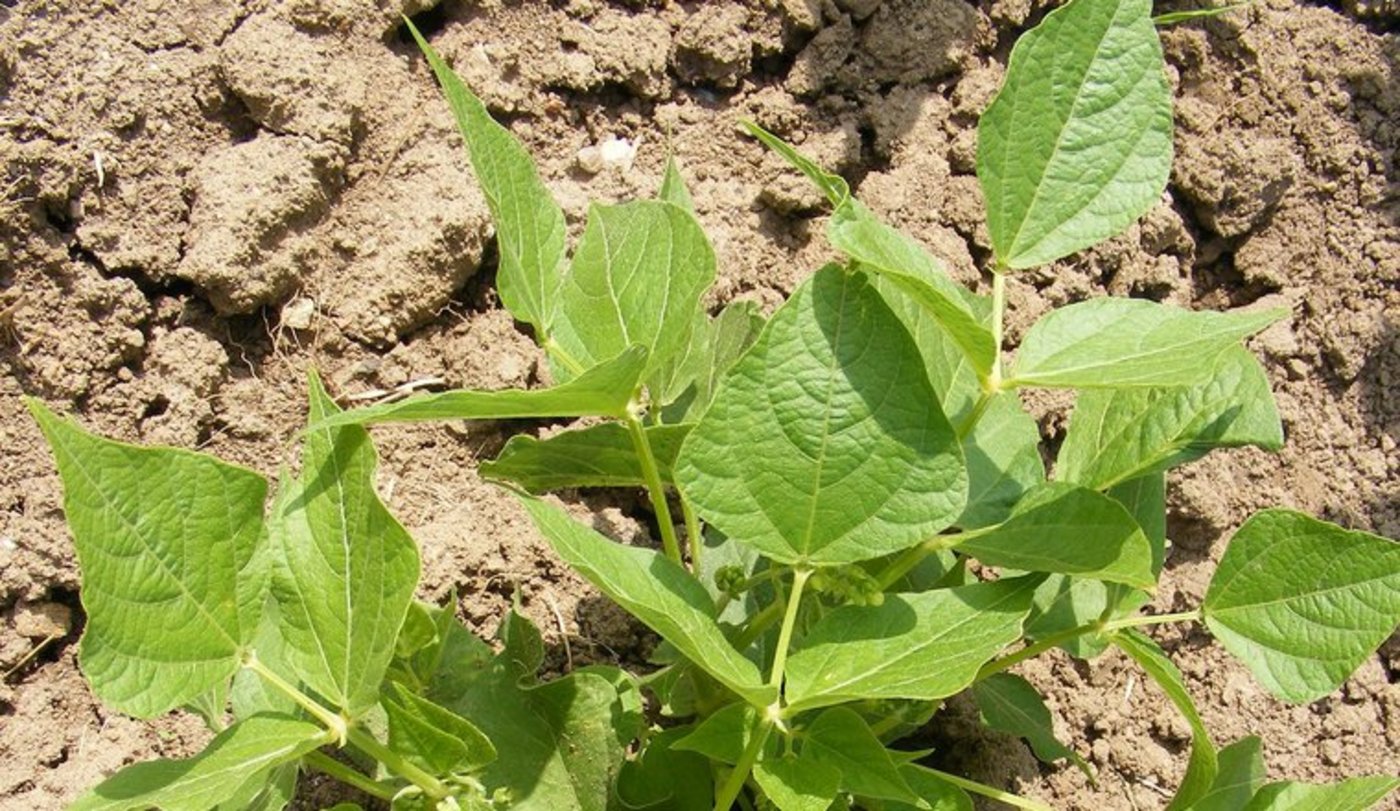 Die Sommererbse liefert in diesen Untersuchungen die höchsten und regelmässigsten Erträge, auch Ackerbohne und weisse Lupine stellten im Sommeranbau interessante Alternativen dar. (Bild lid)