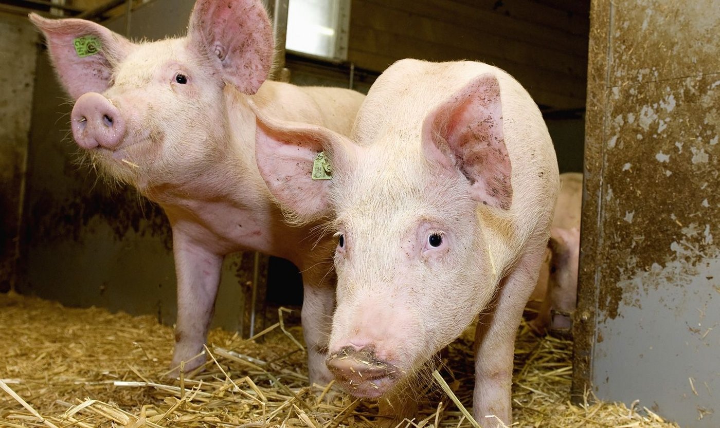 Wieviele Naturafarm-Schweine will Coop noch? Der Entscheid ist noch nicht definitv. (Bild Coop)