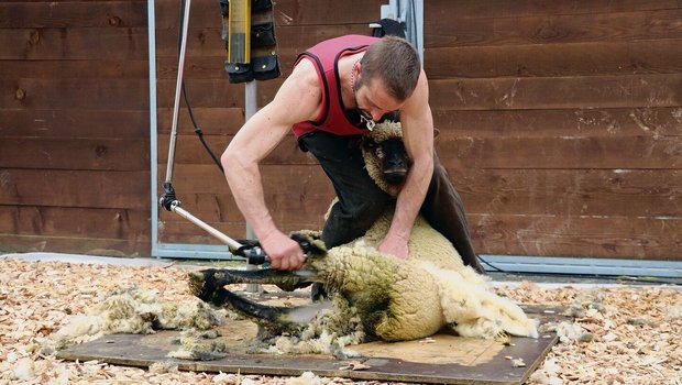 Toni Felder hat das Schafscheren in Neuseeland gelernt. Er arbeitet schnell, präzise und tiergerecht.