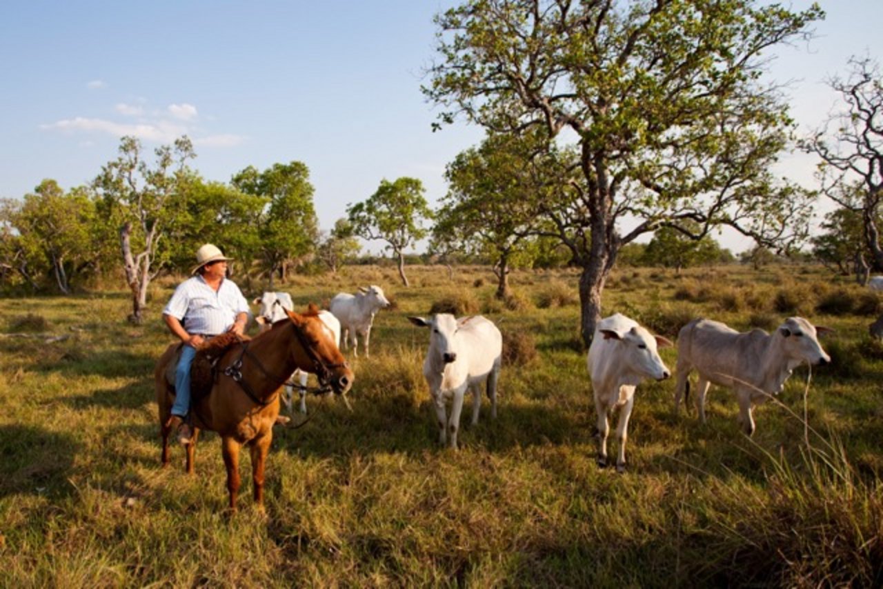 Ein Gaucho mit seiner Herde in der Abendsonne in Brasilien. So idyllisch sieht die Fleischproduktion in den Mercosur-Staaten laut Markus Zemp in den meisten Fällen nicht aus. (Bild Keystone)