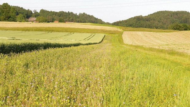 Dieser Nützlingsstreifen wurde Anfang April gesät. Nebenan wächst Winterweizen.