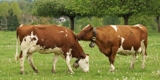 Die Bio-Offensive soll auch in anderen Kantonen umgesetzt werden. (Bild Ruth Aerni)