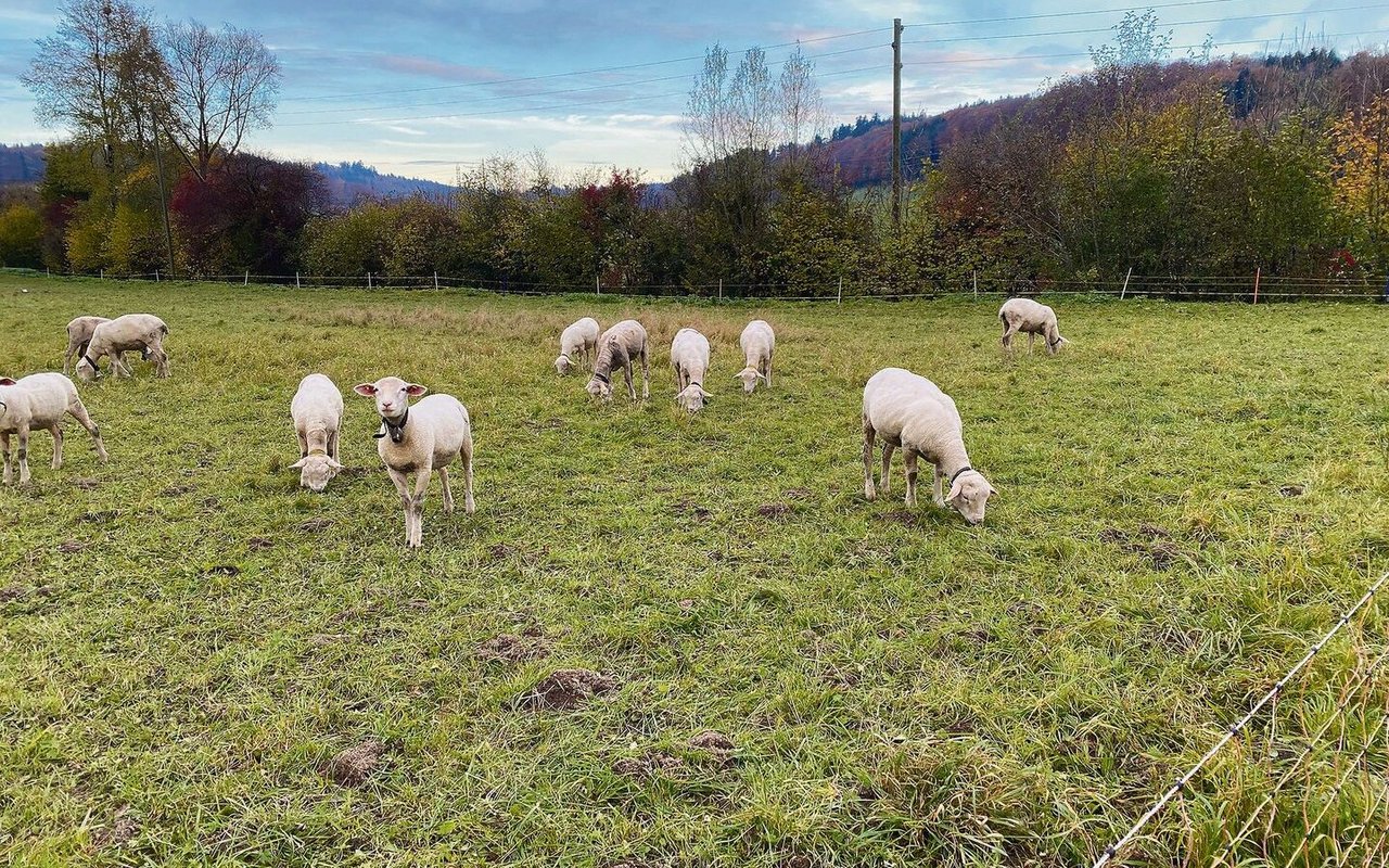 Schafe sind die am häufigsten vom Wolf gerissenen Nutztiere. Der angepasste Herdenschutz mittels Weidenetze oder Litzenzäune ist notwendig.