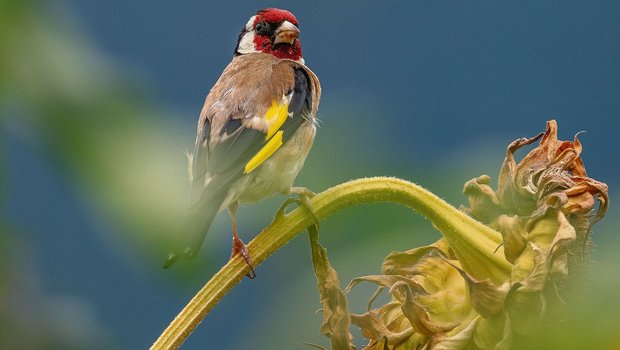 Als Samenfresser ist der Stieglitz überall dort anzutreffen, wo er Sämereien findet. Dabei ist er nicht besonders wählerisch und pickt mit seinem spitzen Schnabel zum Beispiel Sonnenblumenkerne aus dem Blütenstand.