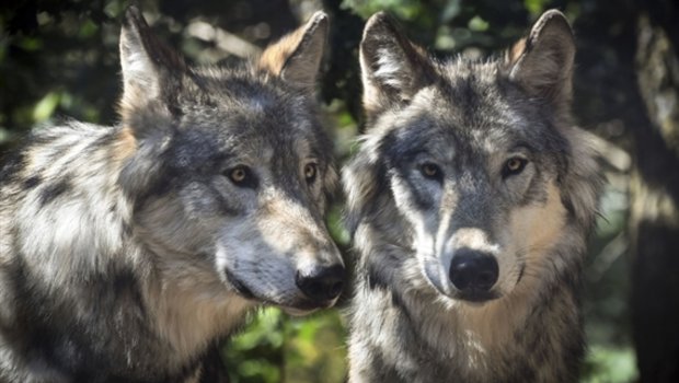 In Österreich existiert laut den Behörden nur in Allentsteig (Niederösterreich) ein Wolfsrudel. (Symbolbild Pixabay)