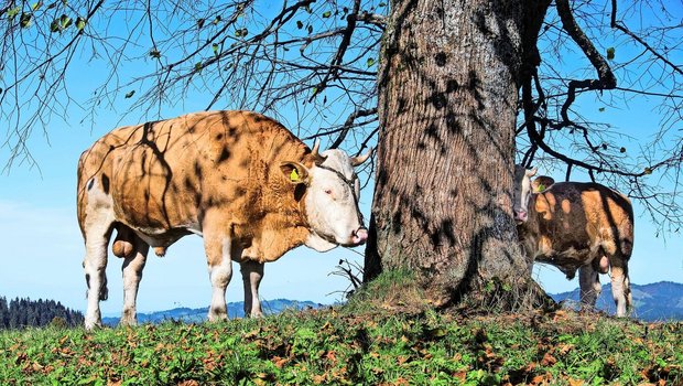 Für den Natursprung dürfen sowohl Demeter- als auch Biobetriebe einen konventionellen Stier zukaufen. 