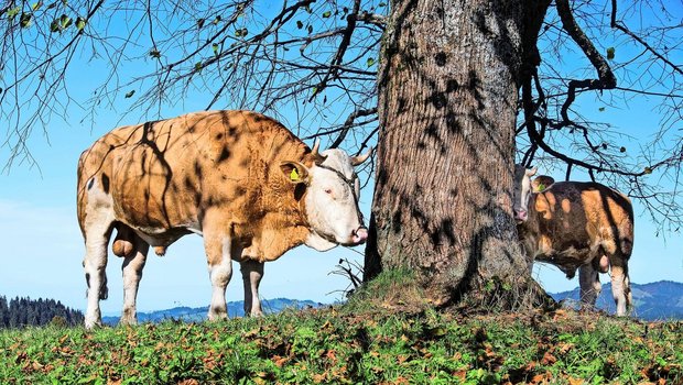 Für den Natursprung Für den Natursprung dürfen sowohl Demeter- als auch Biobetriebe einen konventionellen Stier zukaufen.