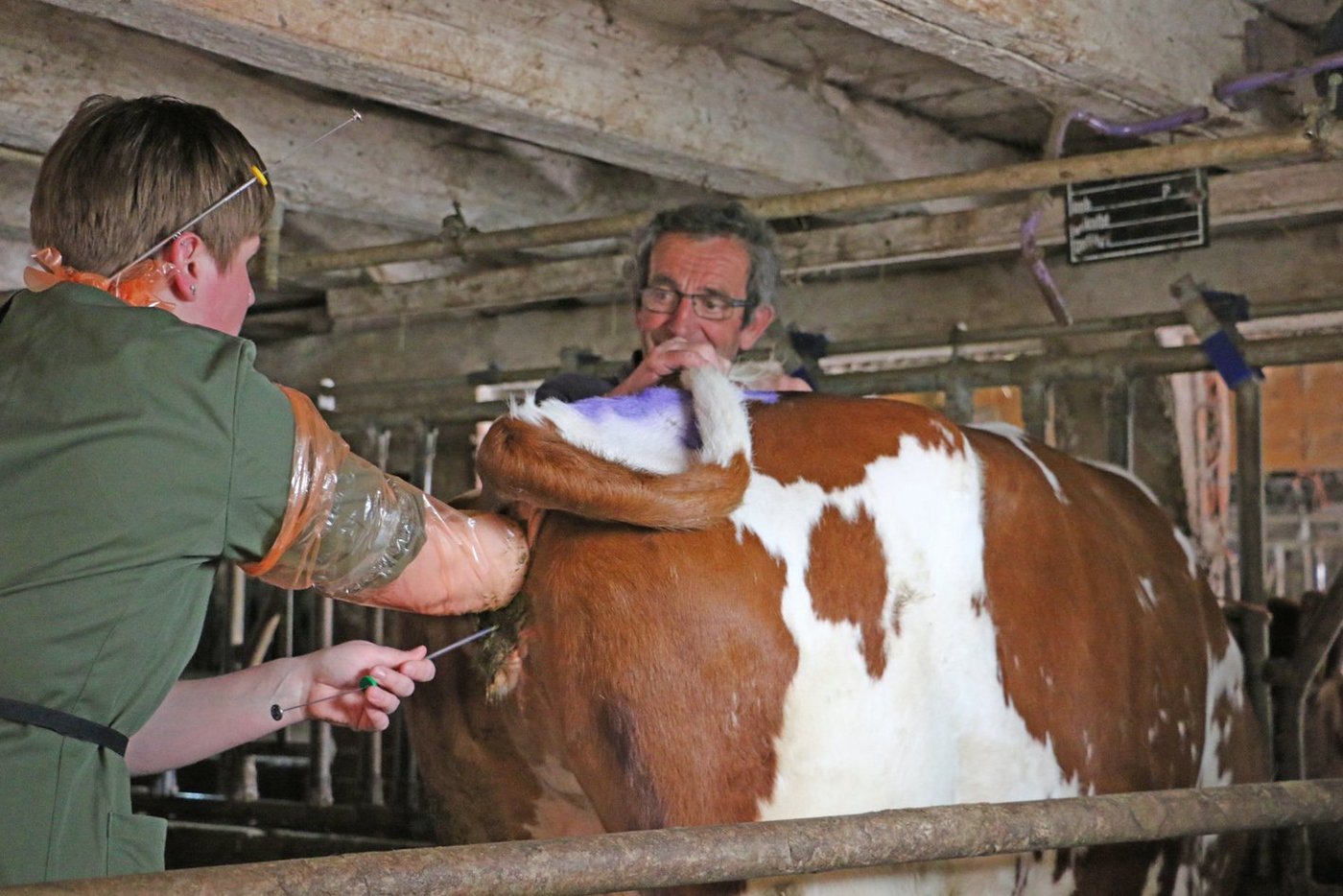 Weil die Besamungstechniker den Job der Stiere übernehmen, werden sie auch „Köfferli-Muni“ genannt. (Bilder Eveline Dudda)