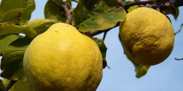 Eine schwer zugängliche Frucht hat jetzt in der Schweiz wieder Saison: die Quitte. (Bild pixabay)