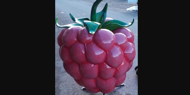 Die XXL-Himbeere ist eine Rarität. Nur drei Exemplare gibt es davon in der Schweiz. (Bilder 20 Minuten)