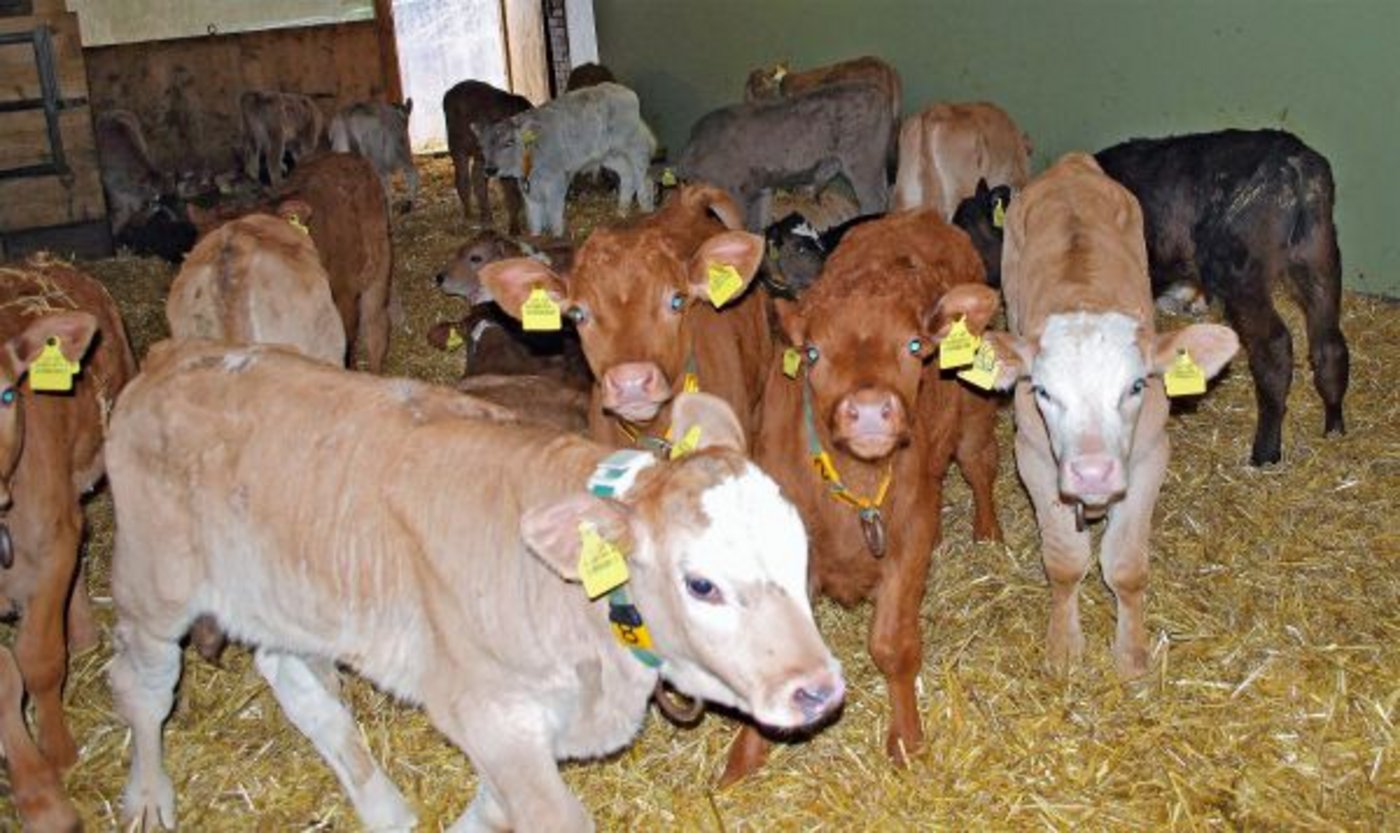 In der Kälbermast kommen oft Antibiotika zum Einsatz. Duncan Sutherland entwickelt auf der Basis von einem Bakterium ein Probiotika. Es soll helfen, dass der Antibiotikaeinsatz in der Tierhaltung weiter reduziert werden kann. (Bild Josef Kottmann)