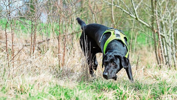 Labrador-Hündin Abby wurde bereits auf einen Zielgeruch ausgebildet. Entlang einer lichten Hecke hat Denise Karp an einigen Stellen – von blossem Auge kaum zu erkennen – Hermelinkote ausgelegt. Die Hündin suchte und fand sie anschliessend.