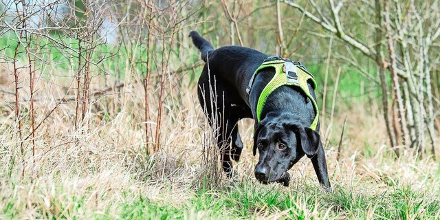 Labrador-Hündin Abby wurde bereits auf einen Zielgeruch ausgebildet. Entlang einer lichten Hecke hat Denise Karp an einigen Stellen – von blossem Auge kaum zu erkennen – Hermelinkote ausgelegt. Die Hündin suchte und fand sie anschliessend.