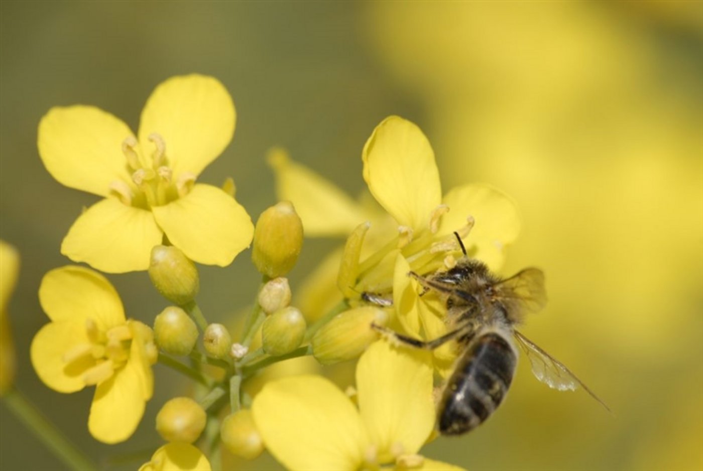 Neonikotinoide stehen im Verdacht, die Bienengesundheit zu schädigen. (Bild BauZ)