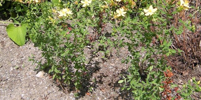 Es gibt neun verschiedene Arten. Das echte Johanniskraut ist am zweikantigen Stängel, den Öldrüsen an Blättern und Blüten und an der Rotfärbung beim Zerreiben der Blüten erkennbar. (Bild asw)