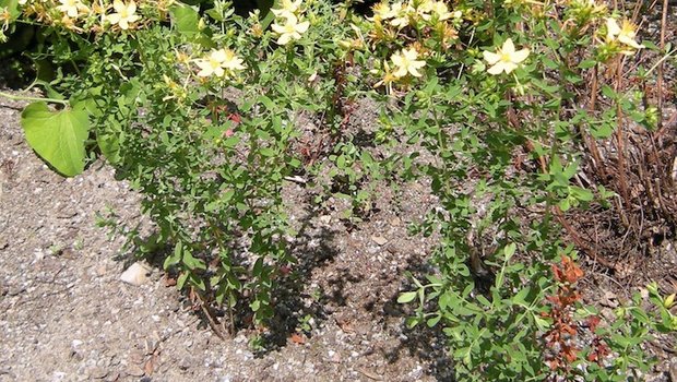 Es gibt neun verschiedene Arten. Das echte Johanniskraut ist am zweikantigen Stängel, den Öldrüsen an Blättern und Blüten und an der Rotfärbung beim Zerreiben der Blüten erkennbar. (Bild asw)