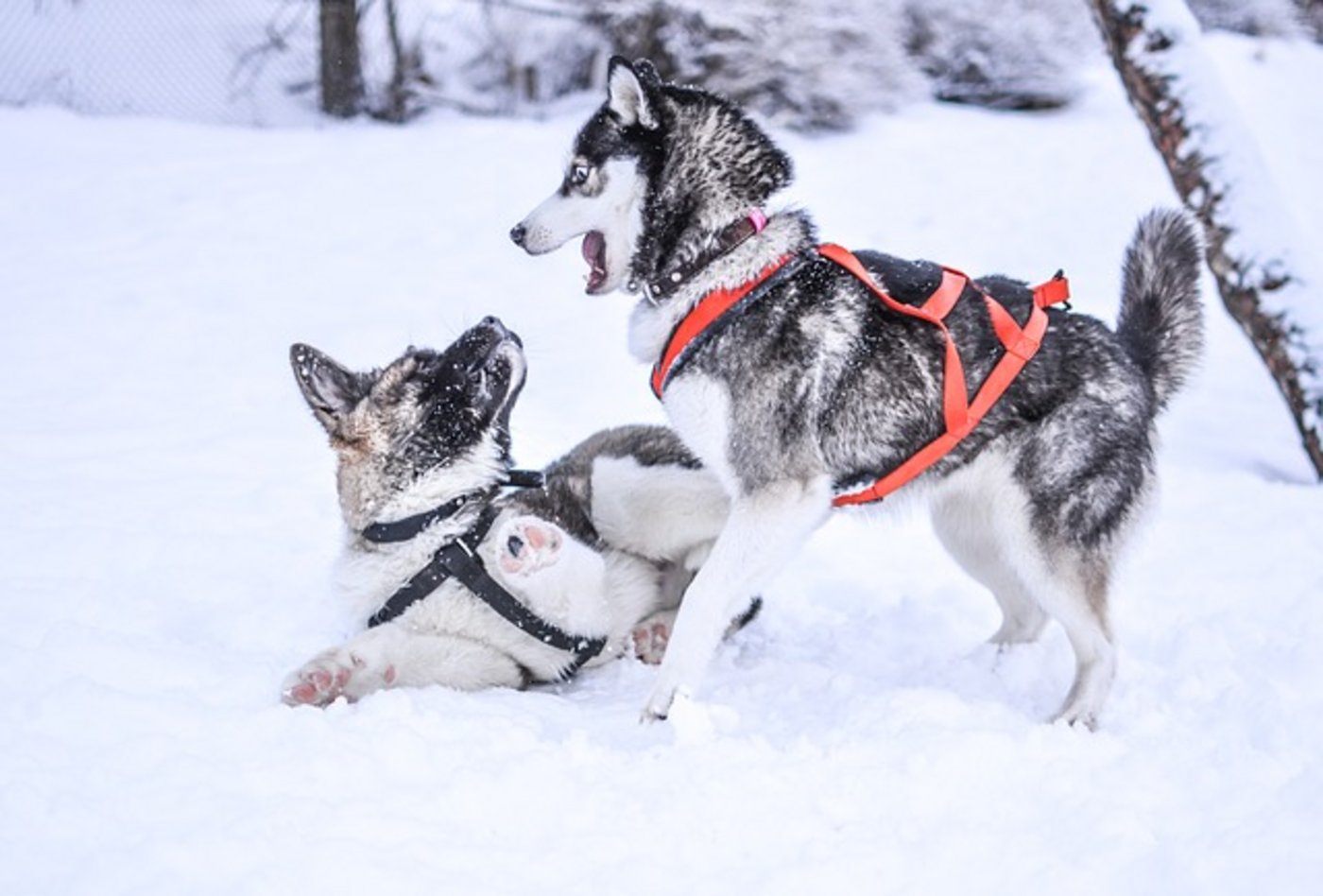 Weil die beiden Huskys gefährlich sind, mussten sie eingeschläfert werden. (Symbolbild pixabay)